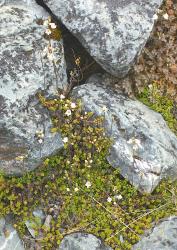 Veronica decora. Habit. Hooker Valley, Mt Cook National Park, Canterbury.
 Image: P.J. Garnock-Jones © P.J. Garnock-Jones CC-BY-NC 3.0 NZ